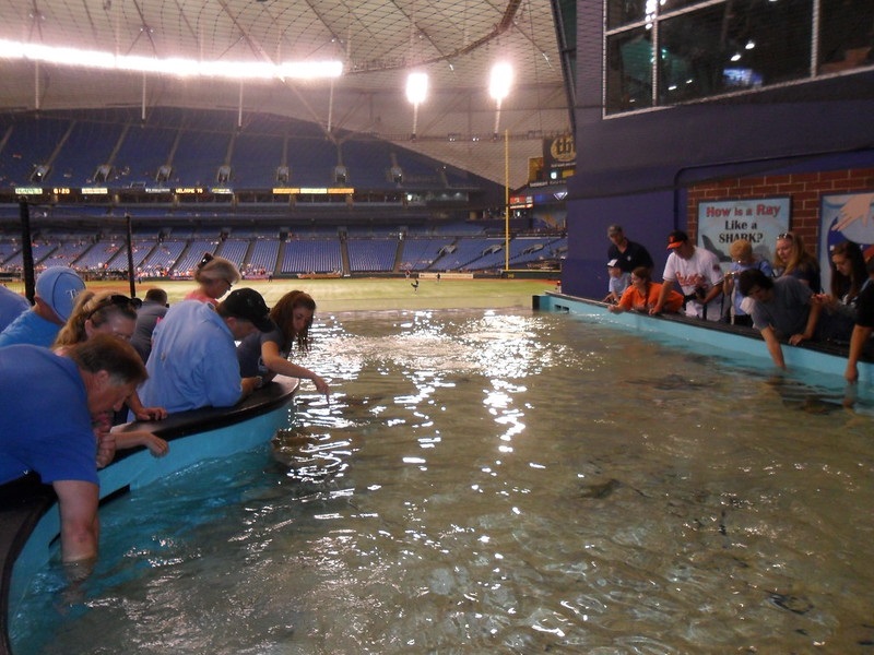 Photo of the Stringray tank at Tropicana Field. Home of the Tampa Bay Rays.