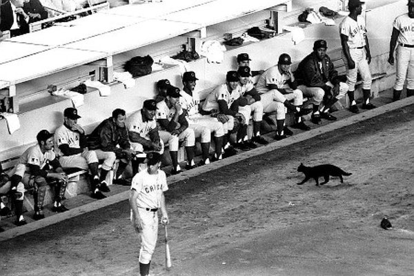 Photo of a black cat wondering into the Chicago Cubs dugout at Shea Stadium in 1969.