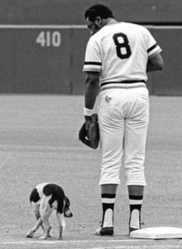 Black and white photo of Willie Stargell and a dog that wondered onto the field at Three Rivers Stadium.