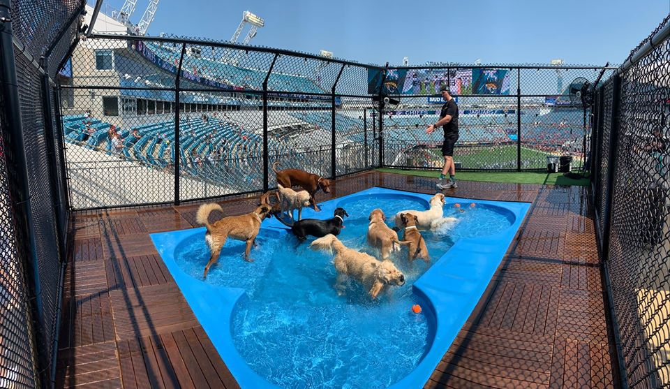 Photo of dogs playing at the Pet Paradise Dog Park at TIAA Bank Field.